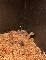 Haakneus slang / Heterodon nasicus, Dieren en Toebehoren, Reptielen en Amfibieën, Slang, 0 tot 2 jaar