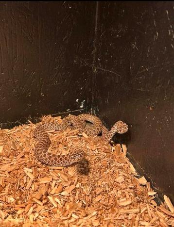 Haakneus slang / Heterodon nasicus beschikbaar voor biedingen