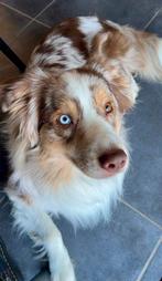 Warhol, Dieren en Toebehoren, Honden | Herdershonden en Veedrijvers, België, Particulier, Rabiës (hondsdolheid), Reu