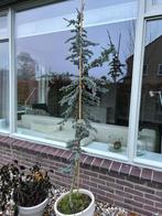 Blauwe ceder kerstboom den, Tuin en Terras, Ophalen, Volle zon, Overige soorten, 100 tot 250 cm