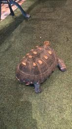 Te koop twee kolen branders schilpadden, Dieren en Toebehoren, Reptielen en Amfibieën, Schildpad