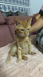 kittens, Dieren en Toebehoren, Poes