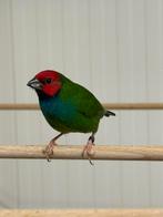 Kortstaart papegaai amadines, peals, Dieren en Toebehoren, Meerdere dieren, Geringd