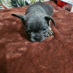 Franse buldog pups met stamboom met neusje, België, Particulier, Rabiës (hondsdolheid), 8 tot 15 weken