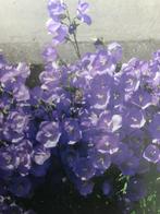 campanula, Tuin en Terras, Planten | Tuinplanten, Ophalen, Overige soorten, Volle zon