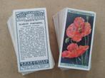 Wild Flowers complete set 50 cigarette cards 1923 bloemen, Verzamelen, Ophalen of Verzenden