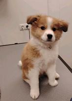 Puppy, Teef, Eén hond, Middel, Nederland