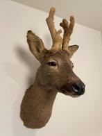 Opgezette Ree - Wintervacht Preparaat, Antiek en Kunst, Ophalen of Verzenden