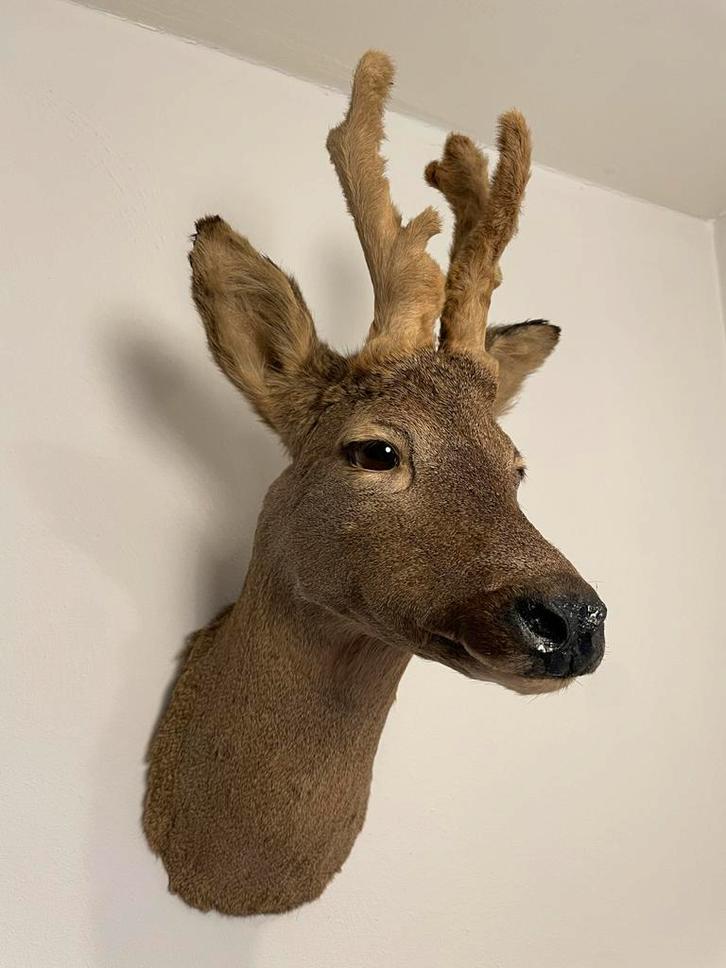Opgezette Ree - Wintervacht Preparaat, Antiek en Kunst, Kunst | Beelden en Houtsnijwerken, Ophalen of Verzenden