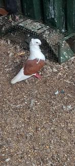Meeuwtjes koppel bewezen, Dieren en Toebehoren, Meerdere dieren, Overige soorten