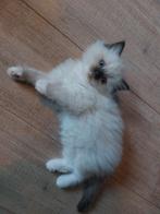 Prachtig ragdoll poesje beschikbaar, Dieren en Toebehoren, Katten en Kittens | Raskatten | Langhaar, Meerdere dieren, Ingeënt