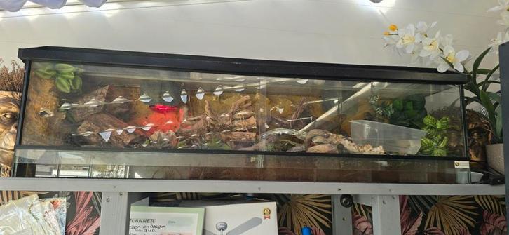Terrarium met slang en toebehoren, Dieren en Toebehoren, Reptielen en Amfibieën | Toebehoren, Zo goed als nieuw, Ophalen