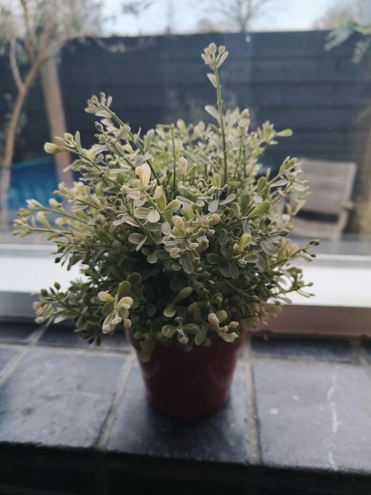 Ikea Kunstplant - Goede Staat, Huis en Inrichting, Woonaccessoires | Kunstplanten en Kunstbloemen, Zo goed als nieuw, Binnen, Buiten