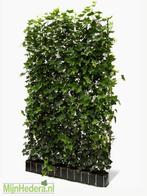 Hedera schutting 9m binnenkort beschikbaar, Ophalen, Gebruikt