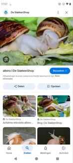 Gezocht Afrikaanse reuze slak in Wijchen liefst albino, Dieren en Toebehoren, Overige soorten, 0 tot 2 jaar