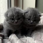 TOP britse korthaar kittens blauw️ ❤️, Meerdere dieren, Ontwormd, 0 tot 2 jaar