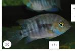 Amerikaanse cichliden, Dieren en Toebehoren, Vissen | Aquariumvissen, Vis, Zoetwatervis