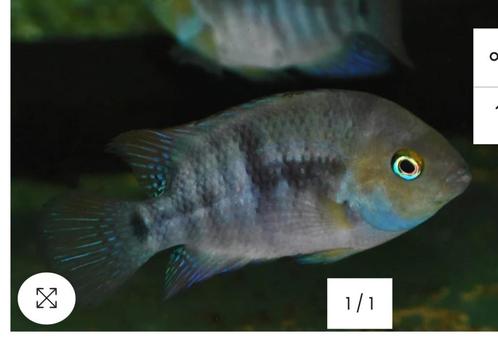 Amerikaanse cichliden, Dieren en Toebehoren, Vissen | Aquariumvissen, Zoetwatervis, Vis