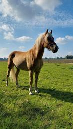 Haflinger merrie te koop, Dieren en Toebehoren, Merrie, Recreatiepaard, 11 jaar of ouder