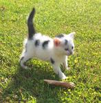 Nestje lieve tamme kittens €25, Dieren en Toebehoren, Katten en Kittens | Overige Katten, Meerdere dieren