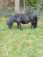 Te koop drachtige stamboek merrie en 1 merrie 2 hengstveulen, Dieren en Toebehoren, Merrie, A pony (tot 1.17m), Gechipt, 0 tot 2 jaar