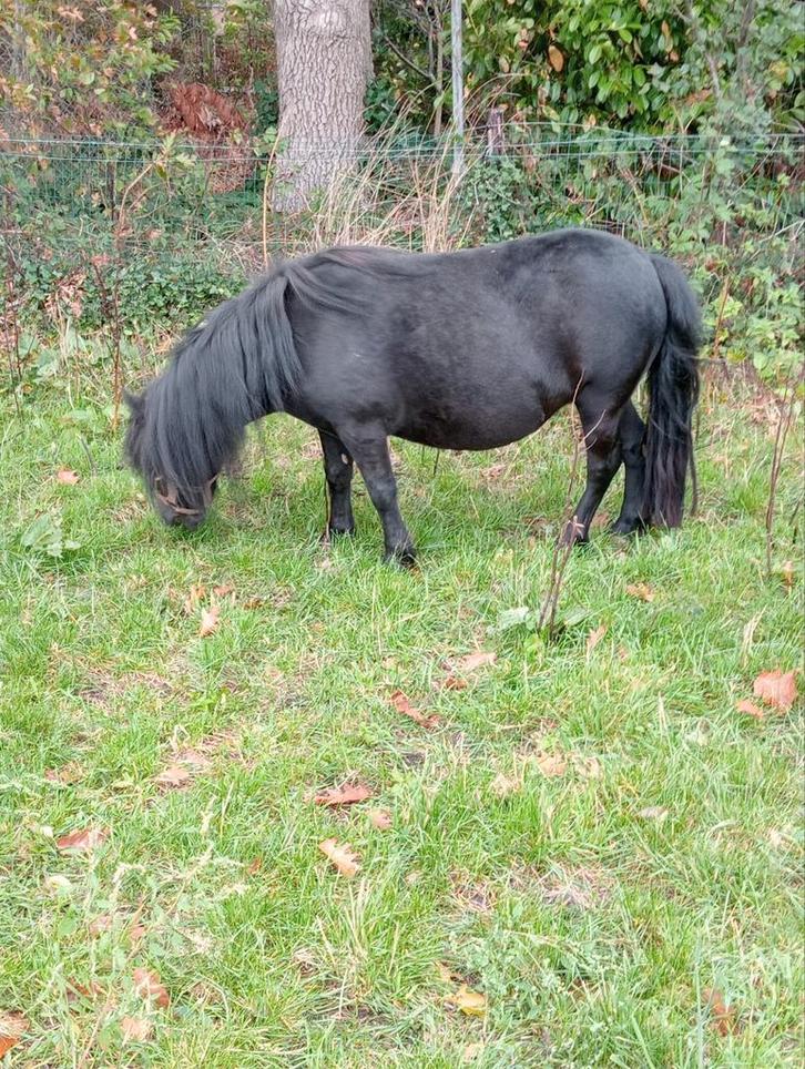 Te koop drachtige stamboek merrie en 1 merrie 2 hengstveulen, Dieren en Toebehoren, Pony's, Merrie, A pony (tot 1.17m), 0 tot 2 jaar