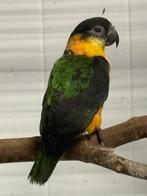 Zwartkop caique met zwarte vleugels, Mannelijk, Papegaai, Geringd