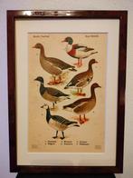 Litho Floericke Kolgans Rietgans Rotgans Gans 1922, Ophalen of Verzenden