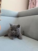 Britse korthaar (3 kitten), Poes