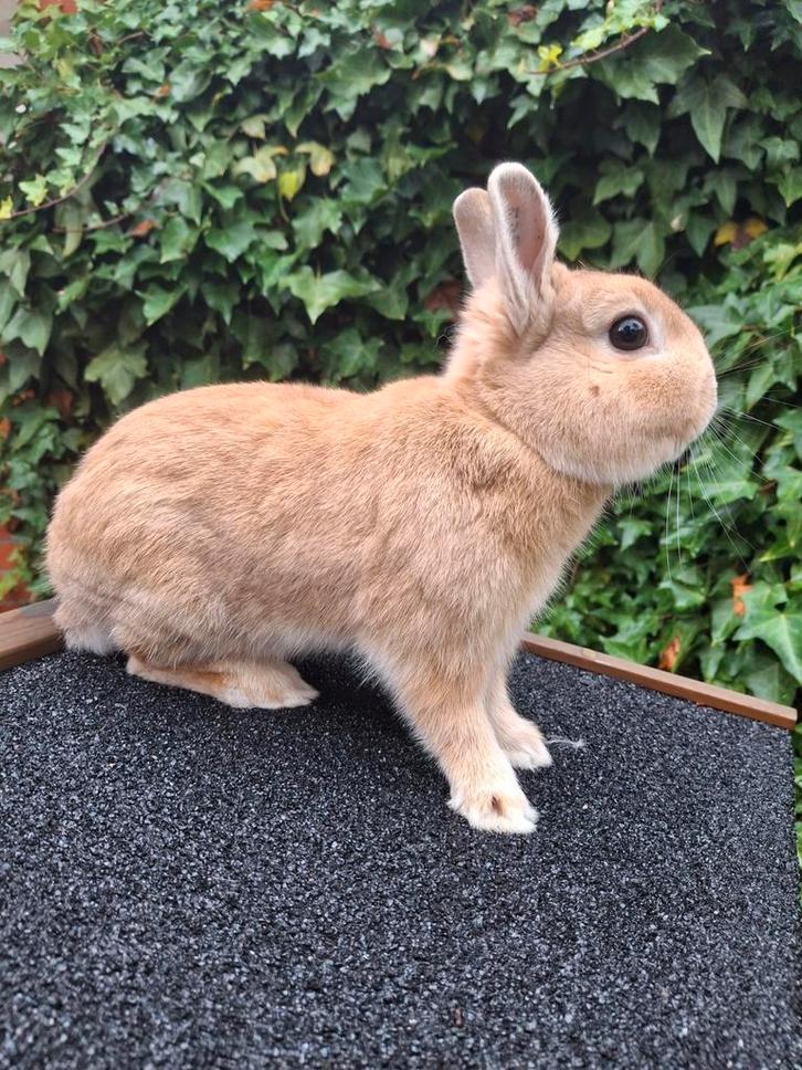 Lief dwergkonijntje, Dieren en Toebehoren, Konijnen, Dwerg, Mannelijk, 0 tot 2 jaar