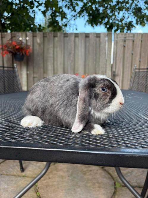 Lieve jonge satijn Nederlands Hangoor Dwerg konijnen te koop, Dieren en Toebehoren, Konijnen, Dwerg, Meerdere dieren, 0 tot 2 jaar