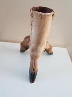 diverse opgezette dieren taxidermie anatomische modelle, Verzamelen, Dierenverzamelingen, Ophalen of Verzenden, Opgezet dier