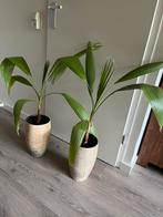 Twee Washingtonia Robusta palmen in pot, Ophalen, In pot, Halfschaduw, Minder dan 100 cm