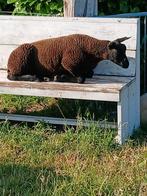 Jonge dekrammen, Dieren en Toebehoren, Schapen, Geiten en Varkens, Meerdere dieren, Schaap