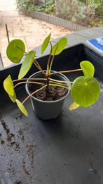 Pannekoekenplant Pilea peperomioides, Ophalen, Overige soorten, Halfschaduw, Minder dan 100 cm