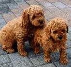 Prachtige Labradoodle pups, Overige rassen, 8 tot 15 weken, CDV (hondenziekte), Meerdere