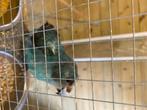 Kakariki parkieten, Dieren en Toebehoren, Vogels | Parkieten en Papegaaien, Meerdere dieren, Parkiet, Geringd