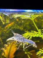 Dwergkreeftjes te koop, Dieren en Toebehoren, Kreeft, Krab of Garnaal, Zoetwatervis