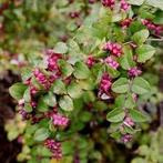 Symphoricarpos ch Hancock en Magic berry Sneeuwbes., Overige soorten, Vaste plant, Ophalen of Verzenden, Halfschaduw