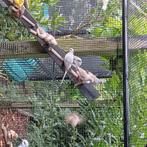 diamantduifjes, Dieren en Toebehoren, Vogels | Duiven, Meerdere dieren, Overige soorten