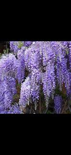 Blauwe regen / wisteria / 180-200 cm / 40% korting ‼️‼️, Overige soorten, Lente, 250 tot 400 cm, Ophalen