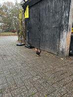 Serama haan, Dieren en Toebehoren, Pluimvee, Mannelijk, Kip