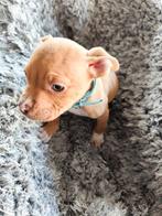 Am pocket bully, Dieren en Toebehoren, Particulier, Rabiës (hondsdolheid), 8 tot 15 weken, Buitenland