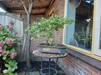 bonsai ,  pyreneese eik, Bloeit niet, Overige soorten, Minder dan 100 cm, Ophalen