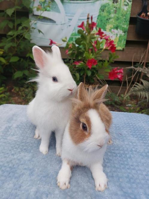 Te koop 2 mooie kleine loffelorh leeuwenkop rammetjes!, Dieren en Toebehoren, Konijnen, Dwerg, Mannelijk, 0 tot 2 jaar