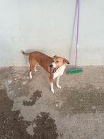 Lieve vrolijke Liza, Dieren en Toebehoren, Honden | Niet-rashonden, Particulier, Buitenland, Teef, Parvo