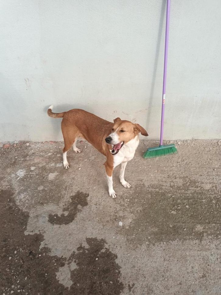 Lieve vrolijke Liza, Dieren en Toebehoren, Honden | Niet-rashonden, Middel, Teef, Particulier, Eén hond, Buitenland, 3 tot 5 jaar