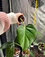 Monstera Sierrana mid cutting, Ophalen of Verzenden, Halfschaduw, Minder dan 100 cm