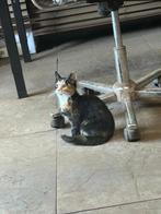 schattige lapjeskat (kitten) zoekt  goed thuis, Dieren en Toebehoren, Katten en Kittens | Raskatten | Korthaar, Poes, Ontwormd
