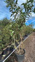 Buddleja white profusion vlinderstruiken !, Ophalen of Verzenden, Overige soorten